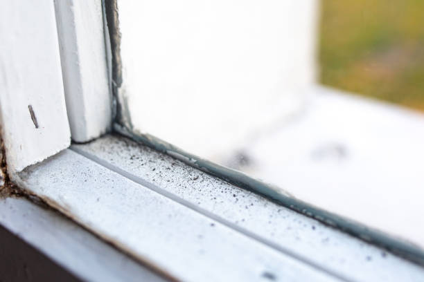 Reliable San Luis, AZ Mold Removal Solutions